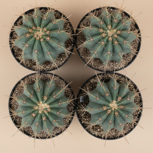 Ferocactus histrix 8” pot