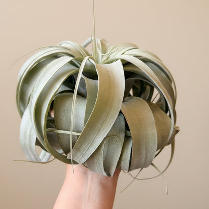 Tillandsia Xerographica - King Air Plant Large