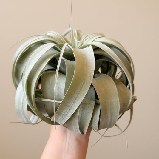 Tillandsia Xerographica - King Air Plant Large
