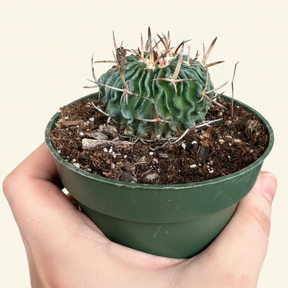 Echinofossulocactus Ri8