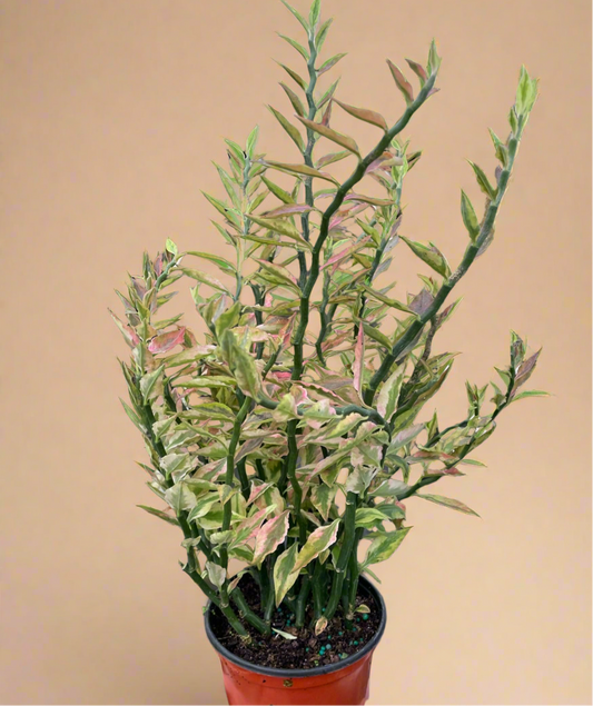 Variegated Devil's Backbone Euphorbia