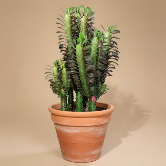 Euphorbia Trigona Rubra