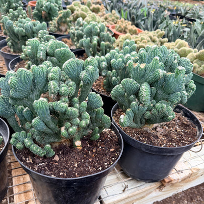 Cereus Peruvianus Monstrose 8” pot