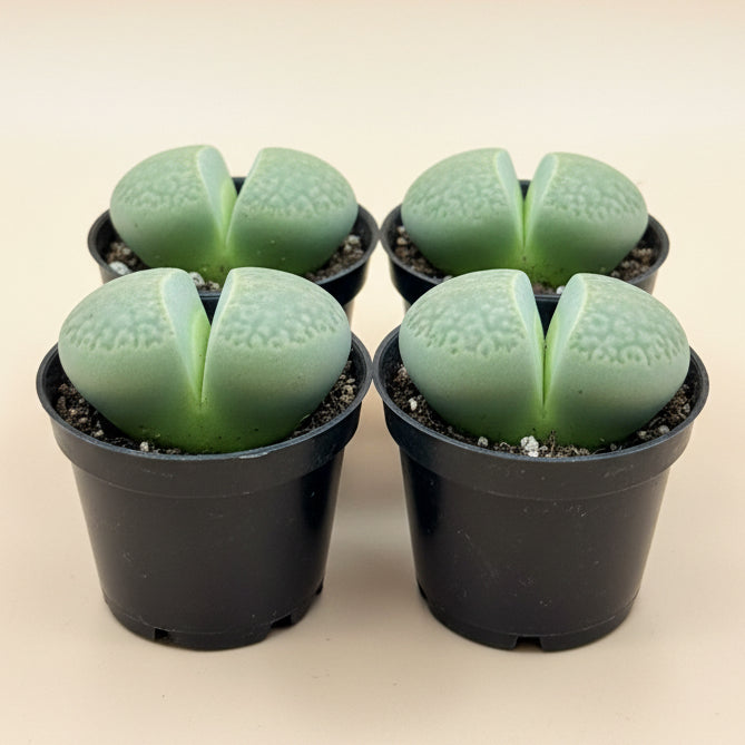 Pleiospilos nelii, Split Rock, 2” Pot