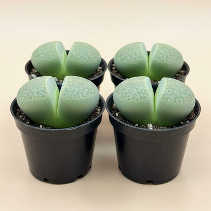 Pleiospilos nelii, Split Rock, 2” Pot