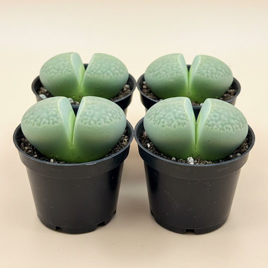 Pleiospilos nelii, Split Rock, 2” Pot