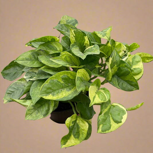 Pothos 'Lemon Meringue'