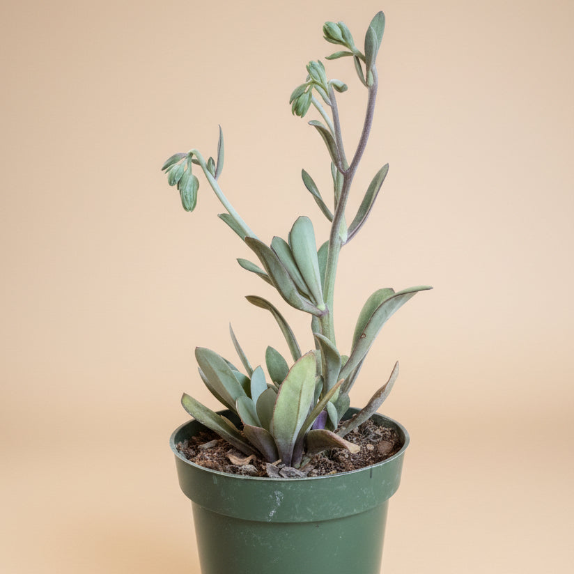 Coral Senecio (Kleinia Fulgens) 4.5” pot