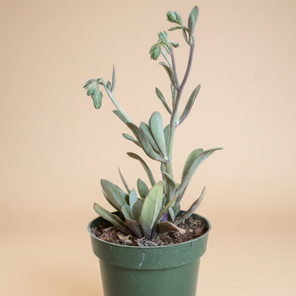 Coral Senecio (Kleinia Fulgens) 4.5” pot