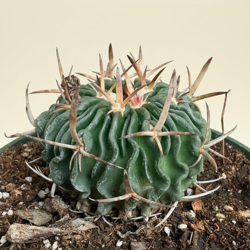 Echinofossulocactus Ri8