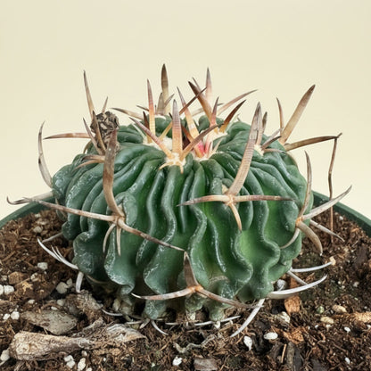 Echinofossulocactus Ri8