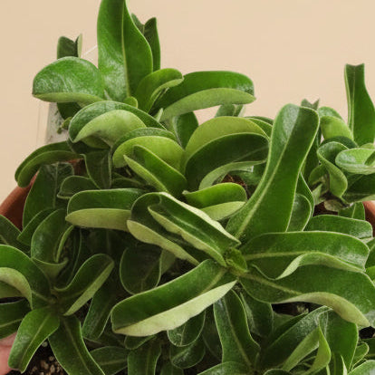 Sheep’s Horn - Medusa Head (Adenium arabicum) 6” pot