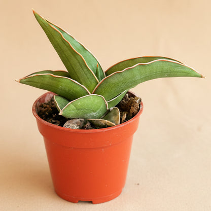 Sansevieria Ehrenbergii - Dwarf Samurai 3.5” pot