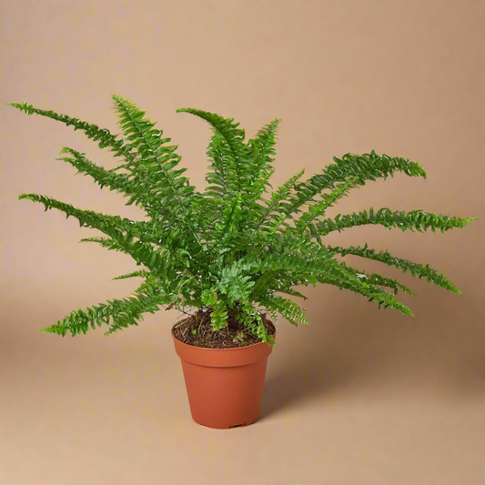 Jester's Crown Fern