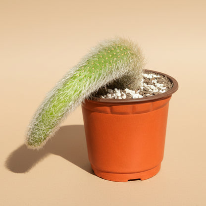 Monkey Tail Cactus 4” Pot