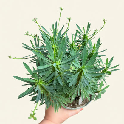 Euphorbia Clava-Club Spurge 6” pot