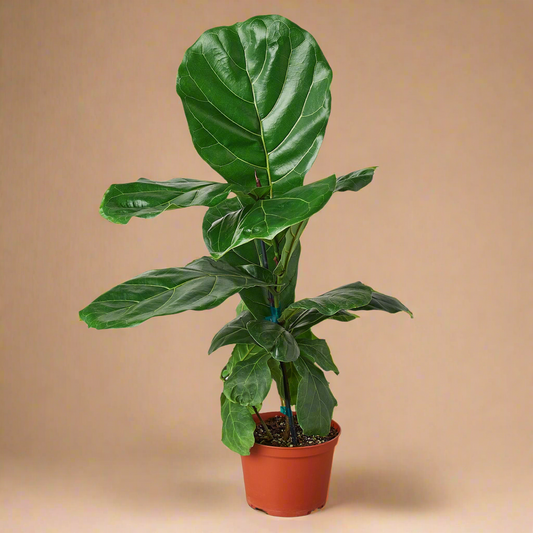 Ficus Lyrata 'Fiddle Leaf Fig'