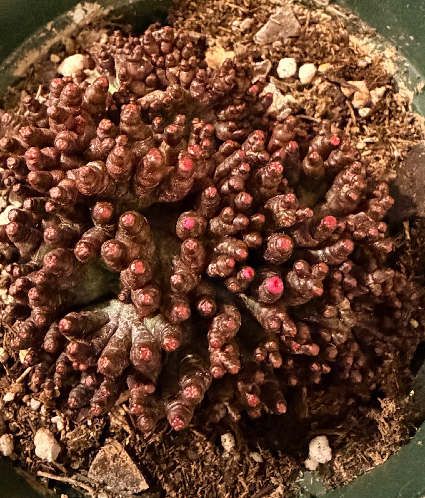 4” Mammillaria bocasana f. monstruosa cv. Fred