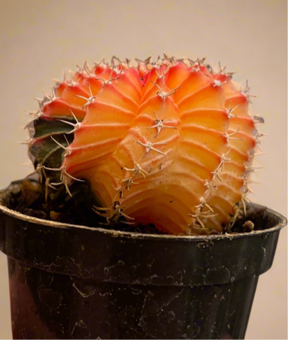Gymnocalycium Mihanovichii Variegated Cactus
