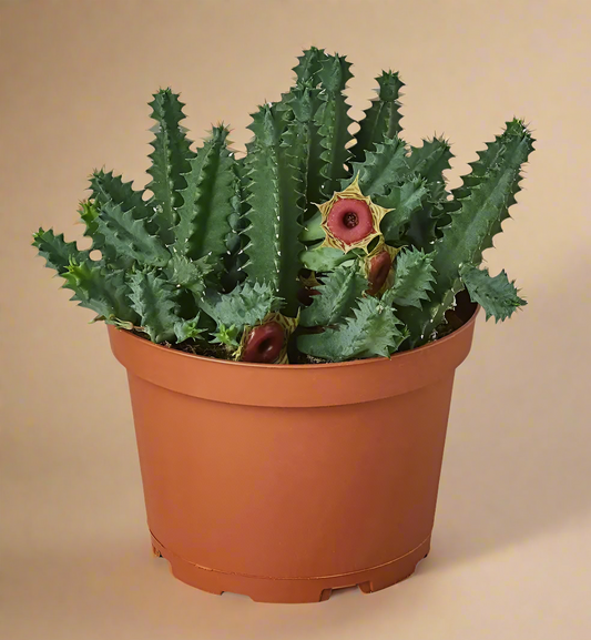 4” Lifesaver Cactus - Huernia Zebrina