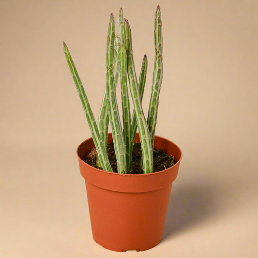 Senecio Stapeliiformis Pickle Plant