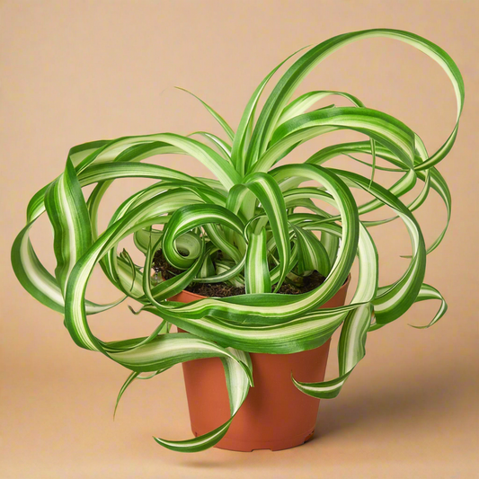 Spider Plant 'Bonnie'