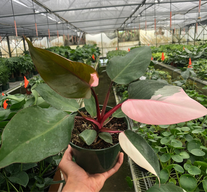 Philodendron 'Pink Princess'