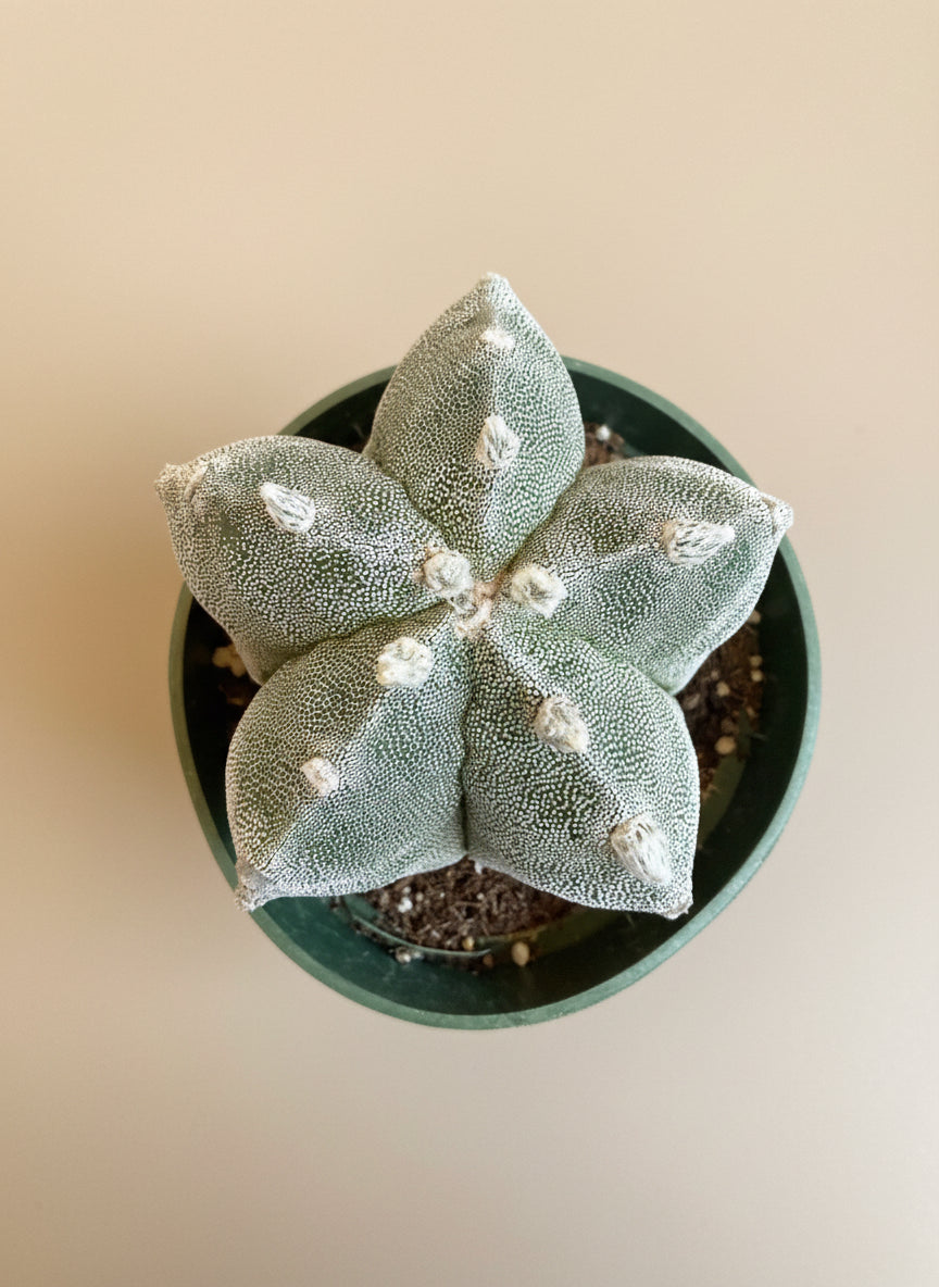 Astrophytum Myriostigma - Bishop's Cap - 4.5”
