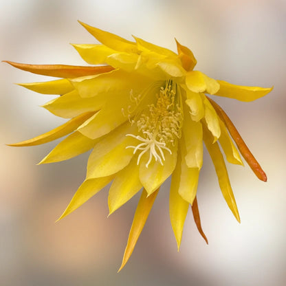 Epiphyllum Orchid Cactus King's Ransom 10”