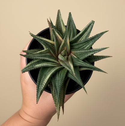 Haworthiopsis Limifolia Variegated 4 inch Grower Pot