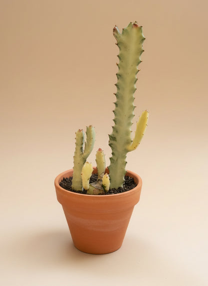 Euphorbia Dragon Bone Ghost Cactus