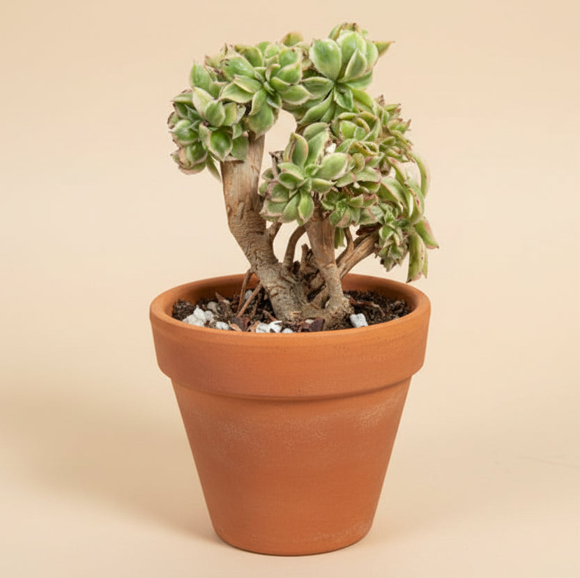 Crested anemone succulent for sale