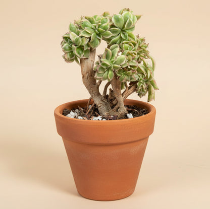 Crested anemone succulent for sale