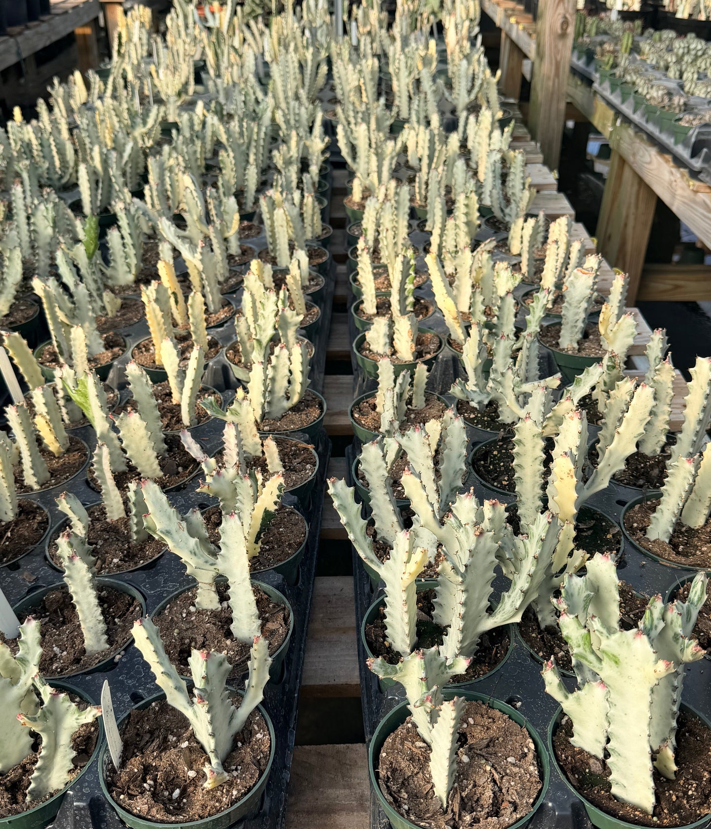 Euphorbia Dragon Bone Ghost Cactus