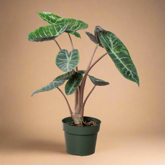 Alocasia Calidora “Pink Dragon”