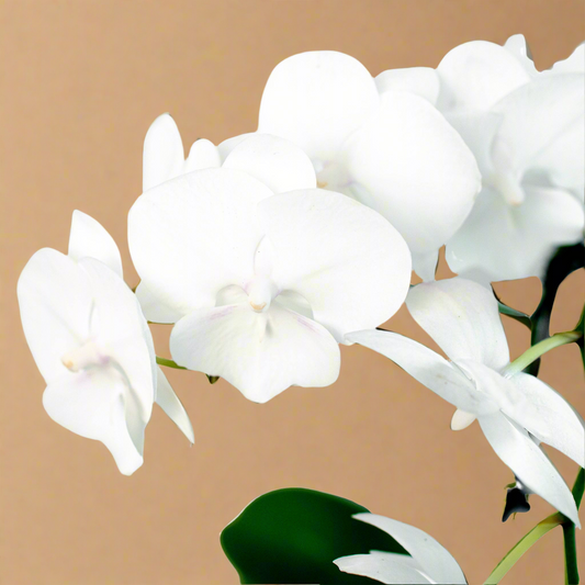 Orchid 'White Phalaenopsis'