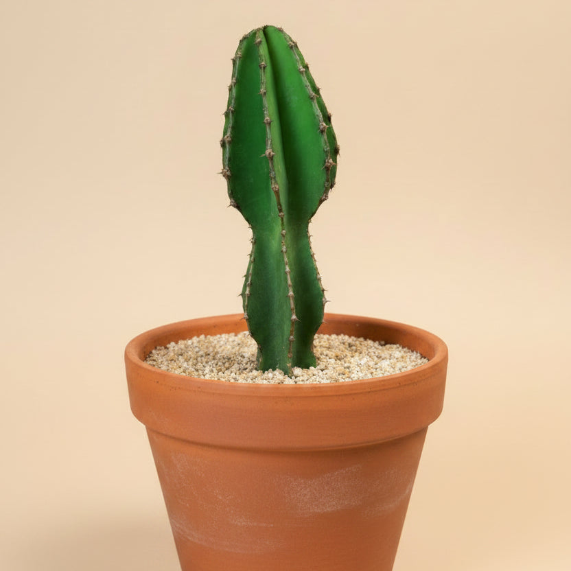 Euphorbia Cooperi