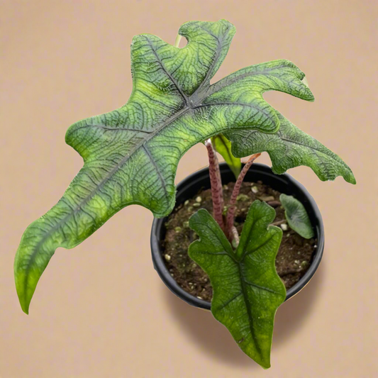 Alocasia 'Jacklyn'