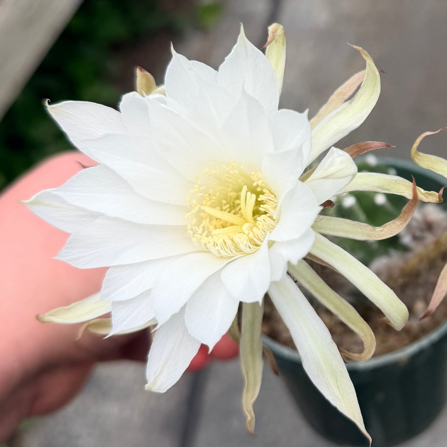 Domino Cactus -  Echinopsis subdenudata 4.5” pot
