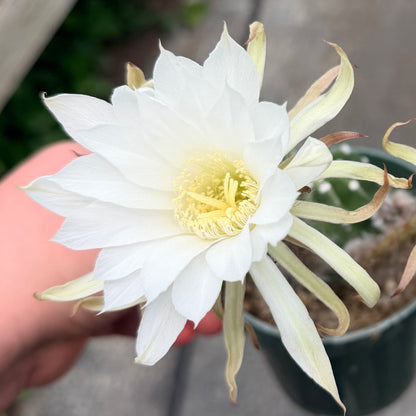 Domino Cactus -  Echinopsis subdenudata 4.5” pot