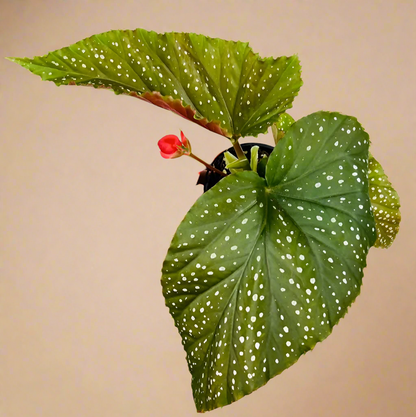 Begonia 'Corallina'