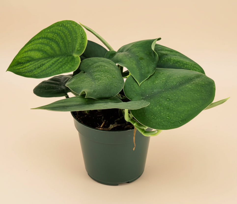 Scindapsus Pictus ‘Jade’