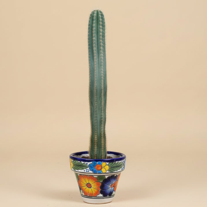 Blue Torch Cactus - Pilocereus Pachycladus