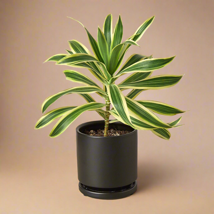 Dracaena 'Song of India'