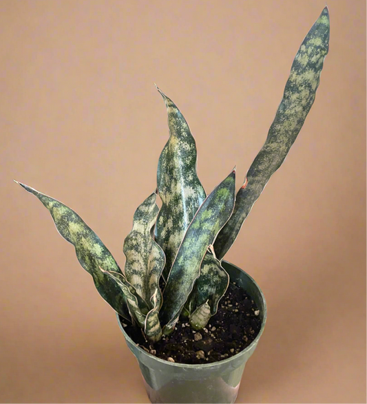 Sansevieria Coppertone Kirkii