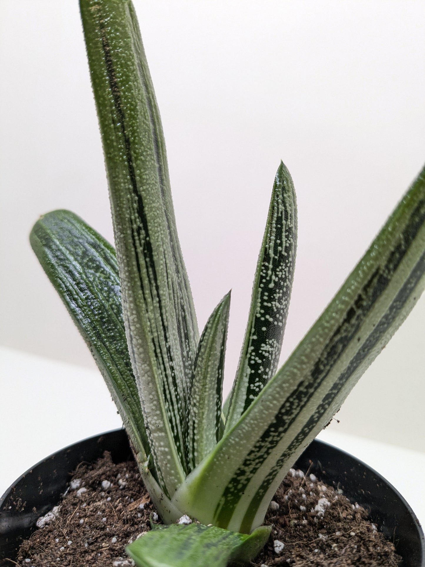 Gasteria Little Warty 4.5” pot