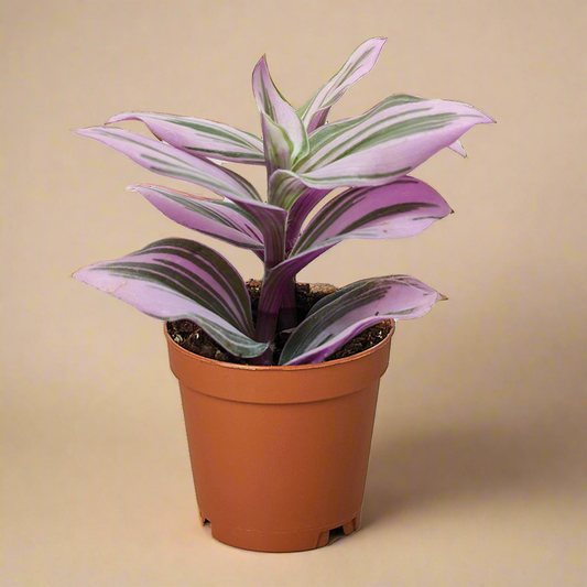Tradescantia 'Nanouk'