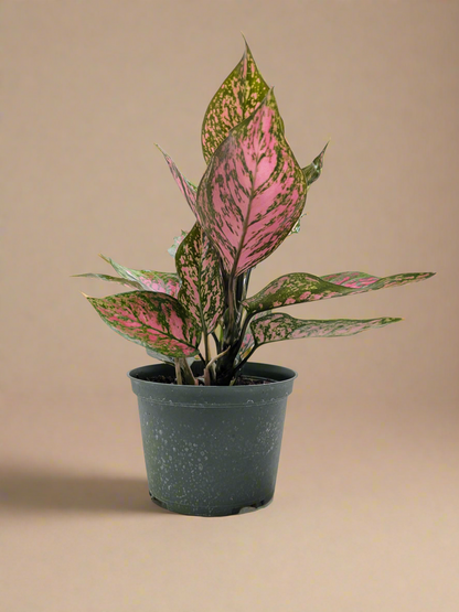 Aglaonema Wishes