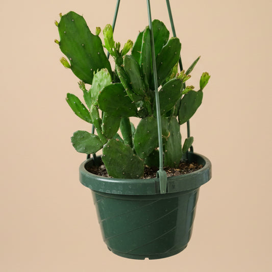 Brazilian Prickly Pear - Opuntia Argentiniana