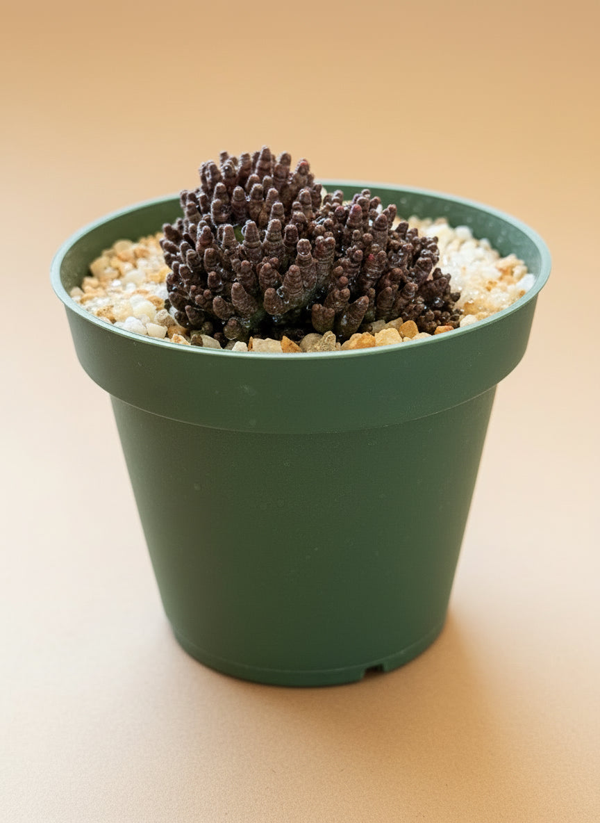Potted plant with a brown succulent on a beige background